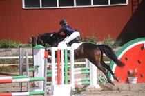 Ronja Nurminen – Osborne (rekisterinimi Otto-Osborn) © Rondy Stenman / Teresa Pollari