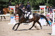 Ronja Nurminen – Osborne (rekisterinimi Otto-Osborn) © Rondy Stenman / Teresa Pollari