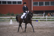 Teresa Pollari – Victor (rekisterinimeltään Victor vd Kiekenshoef) © Rondy Stenman / Teresa Pollari