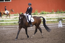 Rondy Stenman - Biko (rekisterinimi Igo Drosmigais), 
© Rondy Stenman / Teresa Pollari