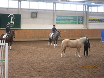 Eerika Aartoahon hoidokki, vasta Ypäjälle muuttanut Rei de Ouro eli "Sulo" kuvassa etualalla. © Anu Helomaa