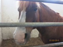 Lorenzo. © Anu Helomaa