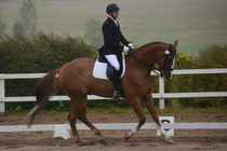 Teemu ja Seppo Lohjan aluemestaruuskisoissa 11.9.2016. Luokkana FEI Vaativa B Junioreiden esiohjelma 2009, sijoitus 5/30, prosentein 62.25! Kuva: Camilla Finne