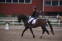 Rondy Stenman - Biko (rekisterinimi Igo Drosmigais), 
© Rondy Stenman / Teresa Pollari