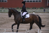 Jenni Ek - Biko (rekisterinimi Igo Drosmigais), 
© Rondy Stenman / Teresa Pollari