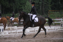 Teresa Pollari – Victor (rekisterinimeltään Victor vd Kiekenshoef) © Rondy Stenman / Teresa Pollari