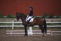 Rondy Stenman - Biko (rekisterinimi Igo Drosmigais), 
© Rondy Stenman / Teresa Pollari