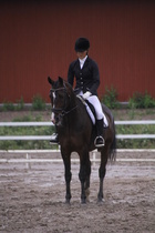 Teresa Pollari – Victor (rekisterinimeltään Victor vd Kiekenshoef) © Rondy Stenman / Teresa Pollari