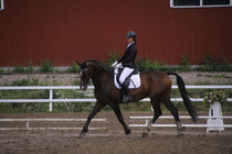 Rondy Stenman - Biko (rekisterinimi Igo Drosmigais), 
© Rondy Stenman / Teresa Pollari