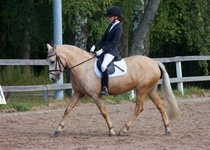 © Filippa Westerlund 