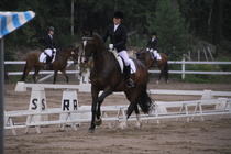 Jenni Ek - Biko (rekisterinimi Igo Drosmigais), 
© Rondy Stenman / Teresa Pollari