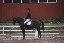 Teresa Pollari – Victor (rekisterinimeltään Victor vd Kiekenshoef) © Rondy Stenman / Teresa Pollari