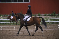 Rondy Stenman - Biko (rekisterinimi Igo Drosmigais), 
© Rondy Stenman / Teresa Pollari