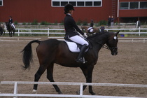 Teresa Pollari – Victor (rekisterinimeltään Victor vd Kiekenshoef) © Rondy Stenman / Teresa Pollari