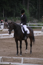 Teresa Pollari – Victor (rekisterinimeltään Victor vd Kiekenshoef) © Rondy Stenman / Teresa Pollari