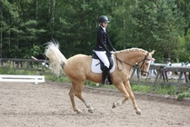 Henriika Ylä-Nikkilä - Hovihar
© Anna K