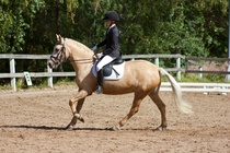 © Filippa Westerlund 