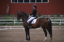 Rondy Stenman - Biko (rekisterinimi Igo Drosmigais), 
© Rondy Stenman / Teresa Pollari