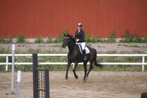 Iiris Hakaste - Rex (rekisterinimi Rekets) © Rondy Stenman / Teresa Pollari