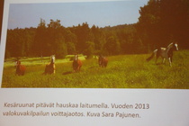 © Maiju Kaarsalo-Koskela