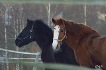 Giel ja Akvarell tarhassa. Kuva Maj K.