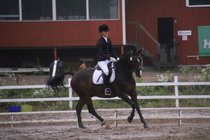 Teresa Pollari – Victor (rekisterinimeltään Victor vd Kiekenshoef) © Rondy Stenman / Teresa Pollari