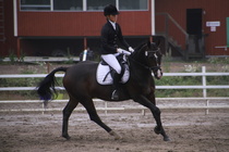 Teresa Pollari – Victor (rekisterinimeltään Victor vd Kiekenshoef) © Rondy Stenman / Teresa Pollari