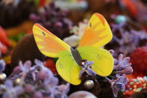 © Maiju Kaarsalo-Koskela