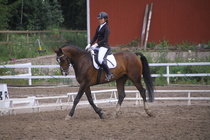 Rondy Stenman - Biko (rekisterinimi Igo Drosmigais), 
© Rondy Stenman / Teresa Pollari