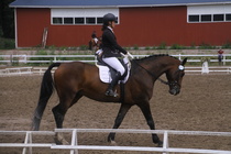 Rondy Stenman - Biko (rekisterinimi Igo Drosmigais), 
© Rondy Stenman / Teresa Pollari