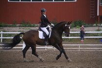 Rondy Stenman - Biko (rekisterinimi Igo Drosmigais), 
© Rondy Stenman / Teresa Pollari