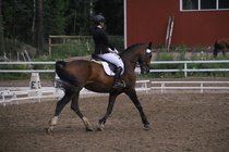 Rondy Stenman - Biko (rekisterinimi Igo Drosmigais), 
© Rondy Stenman / Teresa Pollari