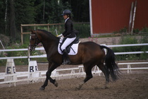 Rondy Stenman - Biko (rekisterinimi Igo Drosmigais), 
© Rondy Stenman / Teresa Pollari