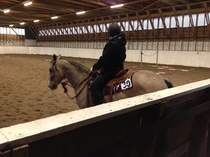 Kisapäivänä, ratsukko ilman kuolaimia. Kuva Tuija Nieminen.