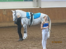 Ypäjä Vertize eli Vertti, toimii myös opiskelijoiden A-hevosena. © Anu Helomaa