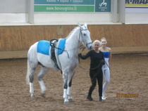 Ypäjä Vertize eli Vertti, toimii myös opiskelijoiden A-hevosena. © Anu Helomaa