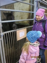 Yksi söpöläisvarsoista, Ypäjä Lamborgini. © Anu Helomaa