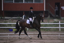 Jenni Ek - Biko (rekisterinimi Igo Drosmigais), 
© Rondy Stenman / Teresa Pollari