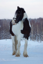 © Filippa Westerlund