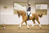 Maria Collianderin kouluratsastusdemo Ruskeasuolla Helsingissä v. 2014 Teemu Ahtee ja Sarotti. Kuva Petri Lehmus.