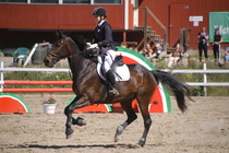 Ronja Nurminen – Osborne (rekisterinimi Otto-Osborn) © Rondy Stenman / Teresa Pollari