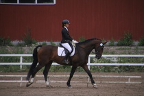 Rondy Stenman - Biko (rekisterinimi Igo Drosmigais), 
© Rondy Stenman / Teresa Pollari