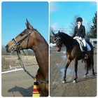 Pääsiäisviikonlopun tunnelmia, vasemmalla Campina Grande ja oikealla Eva Nurminen ja Hagels Safira. Kuvat ratsastajien tukijoukoilta.