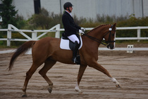 Teemu ja Seppo Lohjan aluemestaruuskisoissa 11.9.2016. Luokkana FEI Vaativa B Junioreiden esiohjelma 2009, sijoitus 5/30, prosentein 62.25! Kuva: Camilla Finne