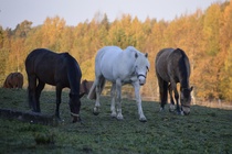 Valokuvauskisan antia, ponit laitumella. Kuva Maj K.