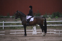 Jenni Ek - Biko (rekisterinimi Igo Drosmigais), 
© Rondy Stenman / Teresa Pollari