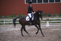 Teresa Pollari – Victor (rekisterinimeltään Victor vd Kiekenshoef) © Rondy Stenman / Teresa Pollari