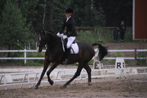 Teresa Pollari – Victor (rekisterinimeltään Victor vd Kiekenshoef) © Rondy Stenman / Teresa Pollari