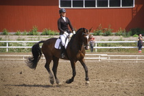 Rondy Stenman - Biko (rekisterinimi Igo Drosmigais), 
© Rondy Stenman / Teresa Pollari