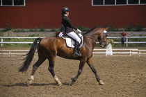 Rondy Stenman - Biko (rekisterinimi Igo Drosmigais), 
© Rondy Stenman / Teresa Pollari